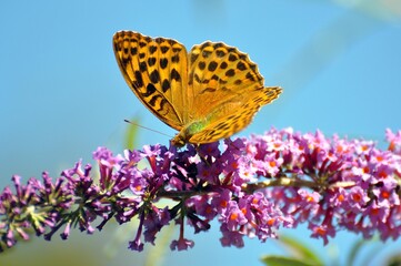 Perlmuttfalter im Garten