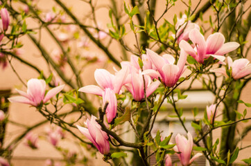 Obraz premium pink magnolia flowers in spring, magnolia bloom, plants in spring in Uzhgorod, nature awakening, large pink flowers, close-up magnolia petals, copy space