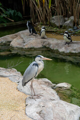 A side close up picture of a gray heron bird, also known as a heron, is a bird from the order Pelecaniformes.