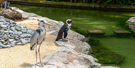 African penguin on the sandy beach. African penguin ( Spheniscus demersus) also known as the jackass penguin and black-footed penguin with Heron bird