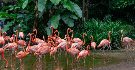 Flock of Pink Caribbean flamingos in a pond in Jurong Bird Park Singapore