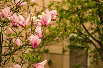 Foto op Canvas roze magnolia bloemen in de lente, magnolia bloei, planten in de lente in Uzhgorod, natuur ontwaken, grote roze bloemen, close-up magnolia bloemblaadjes, kopieer ruimte © Olga Mykovych