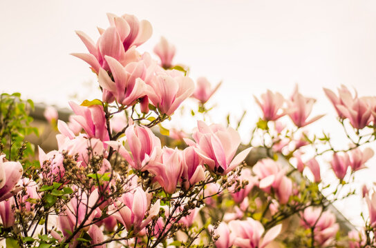 pink magnolia flowers in spring, magnolia bloom, plants in spring in Uzhgorod, nature awakening, large pink flowers, close-up magnolia petals, copy space © Olga