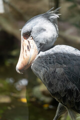 Shoebill, also known as whalehead, is a whale-headed stork. This picture features its iconic shoe-billed head. The showbill can looks at the lake for a long period of time without moving.