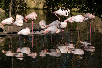 Flamands roses
