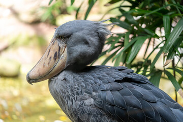 Shoebill, also known as whalehead, is a whale-headed stork. This picture features its iconic shoe-billed head. The showbill can looks at the lake for a long period of time without moving.
