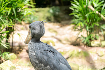 The Shoebill, Balaeniceps rex, also known as whalehead or shoe-billed stork, is a very large stork-like bird. It derives its name from its massive shoe-shaped bill.