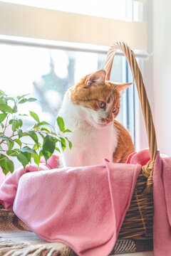 Morning sunlight on the red cat. Cute funny red-white cat on the windowsill in basket with pink blanket