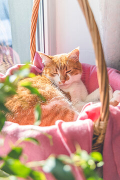 Morning sunlight on the sleeping red cat. Cute funny red-white cat on the windowsill in basket with pink blanket