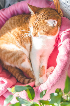 Morning sunlight on the sleeping red cat. Cute funny red-white cat on the windowsill in basket with pink blanket