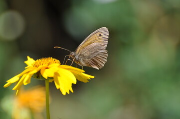 Kleines Wiesenvögelchen im Garten