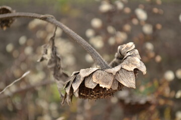 Dried sunflower flower in a private garden, Novi Sad, Serbia 