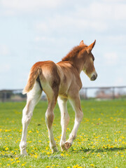 Fototapeta premium Rare Breed Foal
