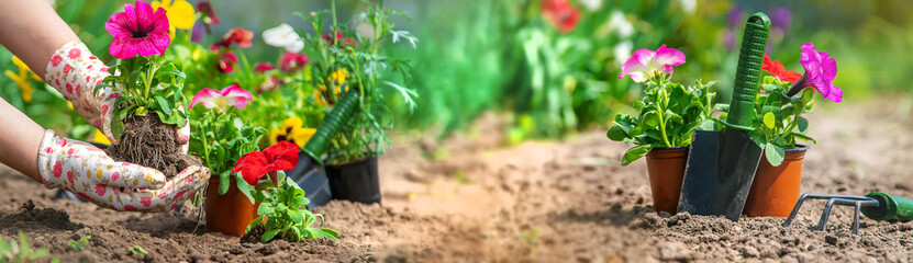 The gardener is planting a flower garden. Selective focus.