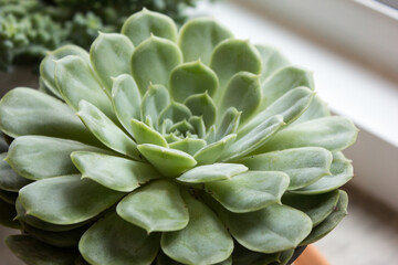 close up of a cactus