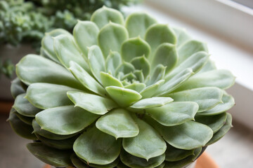 close up cactus in a pot