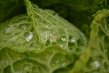 Cabbage leaves sprinkled with morning dew, Novi Sad, Serbia 