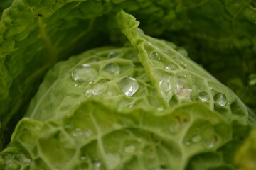 Cabbage leaves sprinkled with morning dew, Novi Sad, Serbia 