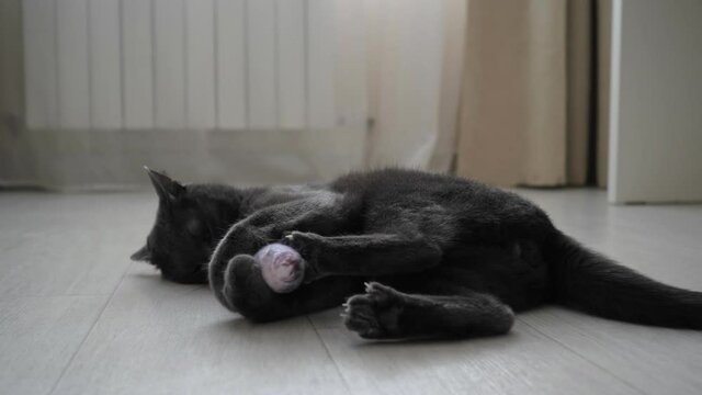 Beautiful gray cat hugs and gnaws a toy fish on the floor.