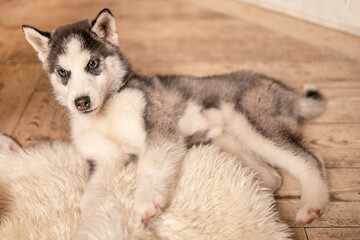 Husky puppy