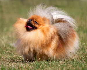 Pomeranian with huge coat