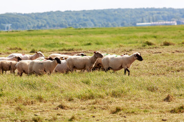 Moutons de prés salés en Baie de Somme. Picardie. Hauts-de-France