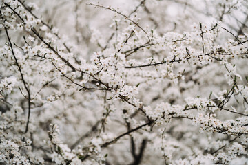 photo of a white sour cherry tree close up