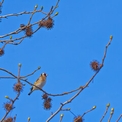 chardonneret &eacute;l&eacute;gant