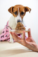 jack russell terrier celebrates his birthday on a light background, vertical