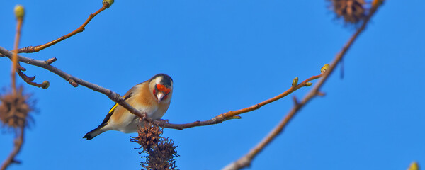 chardonneret élégant