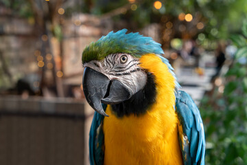 Yellow blue macaw with nice feathers in a zoo.