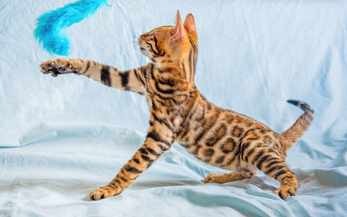 Young bengal kitten playing with a fluffy blue toy, trying to reach her paw 