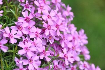 Zottiger Mannsschild