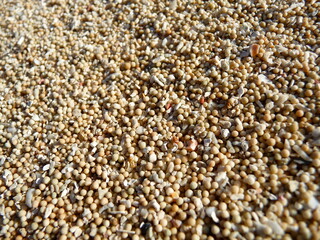 Close up of round sand on the beach