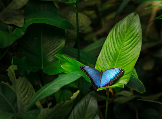 Blue morpho (morpho peleides) on green nature background, close-up. - Powered by Adobe