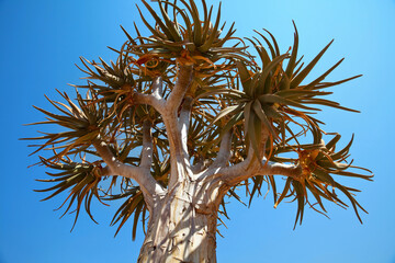 Quiver tree