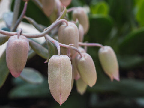 Lavender scallops plant (Botanical name: Kalanchoe fedtschenkoi ) also know as: amethyst scallop, calanchoe, kalanchoe cat grape calanchoe