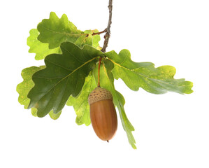 Oak branch with acorn and green leaves on white background © New Africa