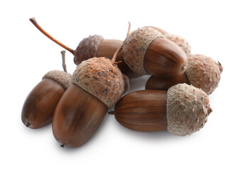 Beautiful brown acorns on white background. Oak nuts
