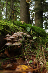 Small mushrooms growing in forest on sunny day
