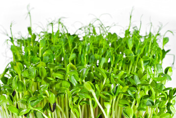 Young sunflower and pea sprouts close up. Green shoots of sprouted grains. Sprouts isolated on a white background.