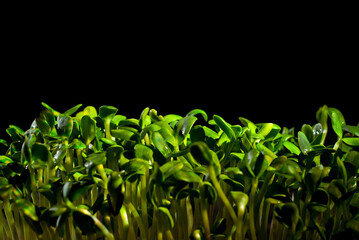 Young sunflower sprouts close up. Green shoots of sprouted grains. Shoots on a black background. Contrasting dramatic light as an artistic effect.