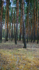 Pine forest. Beautiful, summer, coniferous forest. Orange tree trunks with green branches on yellow grass.
