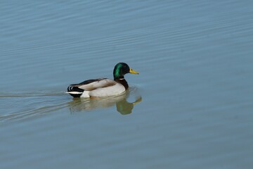 Mallard in Camargue