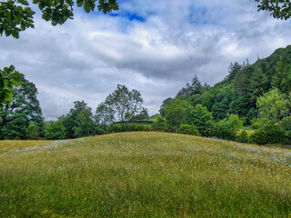 A sloping flower meadow in the English Lake District