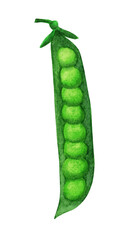Green pea open pod with round beans. Watercolor ripe legume isolated on white background. 