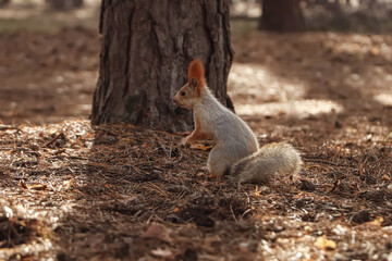 Naklejka na ściany i meble Cute red squirrel near tree in forest