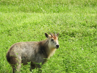 野生の二ホンカモシカ