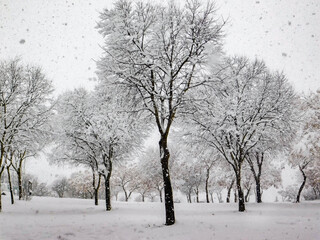 Fototapeta na wymiar tree in snow , icy forest