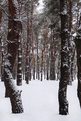 Fototapeta premium Picturesque view of beautiful forest covered with snow